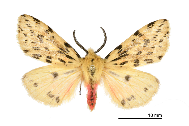 Eospilarctia neurographa Male